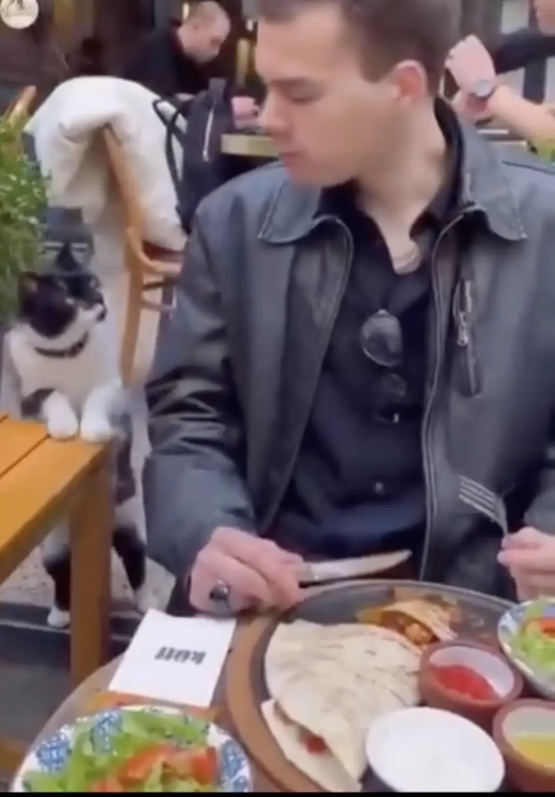 İstanbul'da bir kedi, turisten kibar bir şekilde yiyecek istedi
