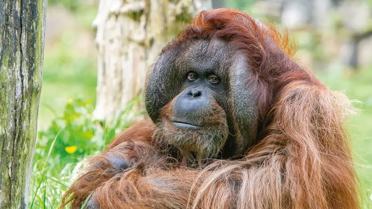 Apenheul'da Yaşlı Orangutan Kevin Ötanazi Edildi Ama Soyu Devam Edecek